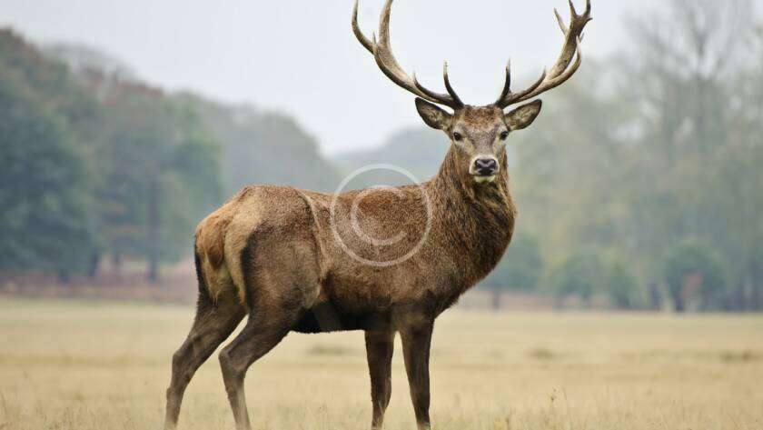 Hunter displaying a valid hunting license in the field.